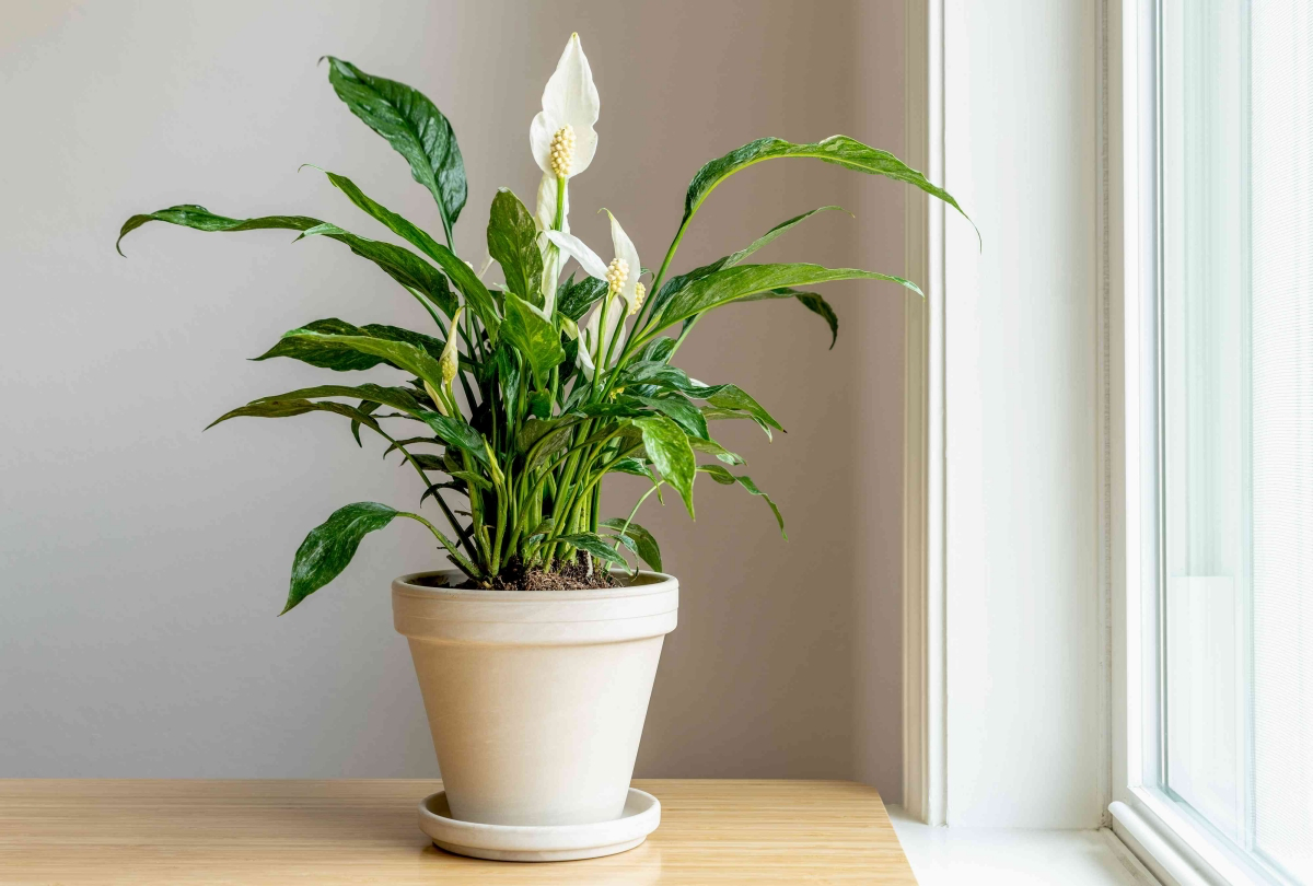 benefits peace lily plant