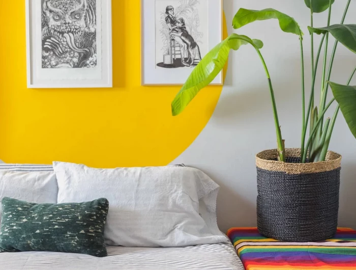 best houseplants for allergy sufferers