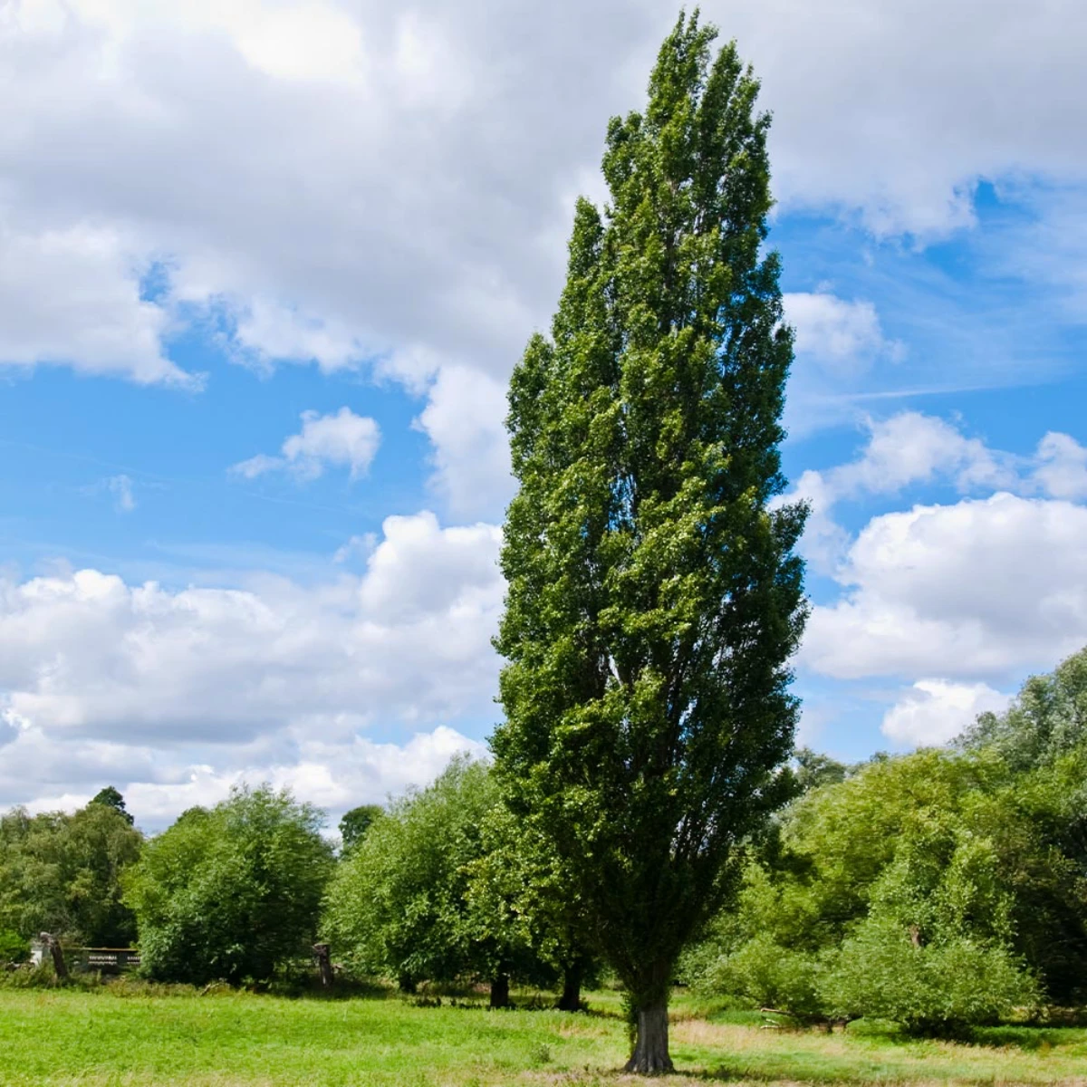 big lombardy poplar tree standing alone