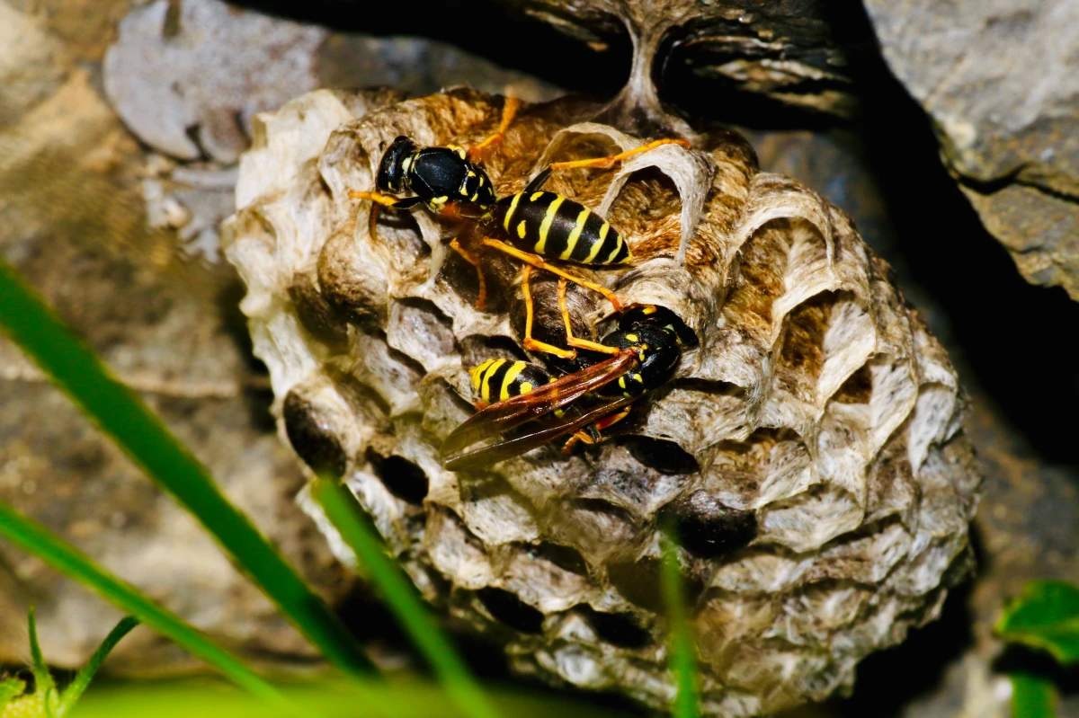 big wasp nests and wasps