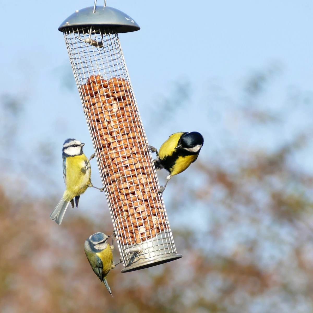 bird feeder with bird feeders