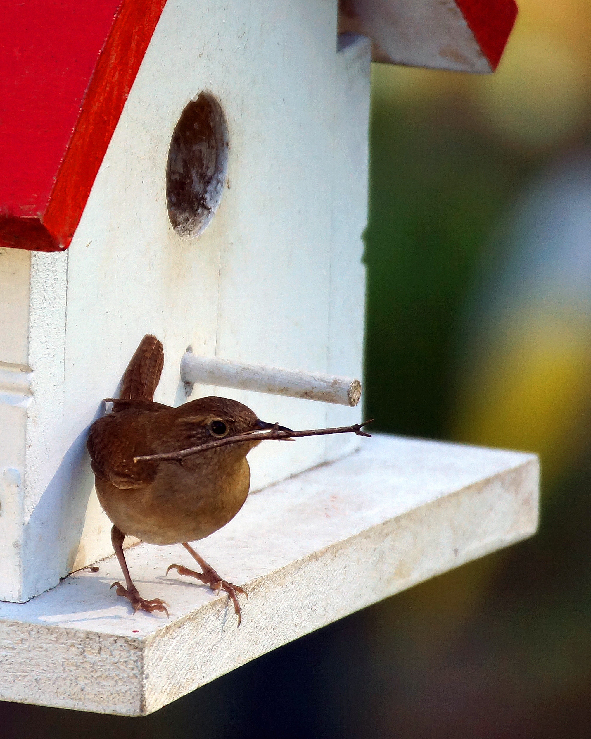 7 Easy DIY Birdhouse Plans You Can Build Today