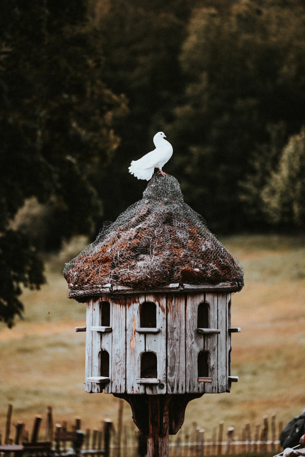 birdhouse with pigeon on top