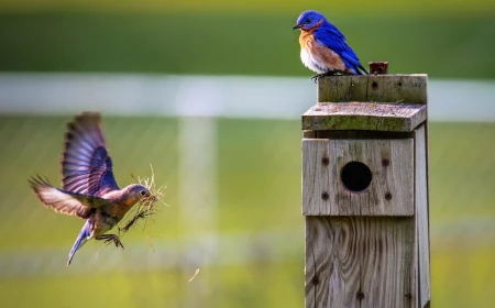 birds flying into bird houses