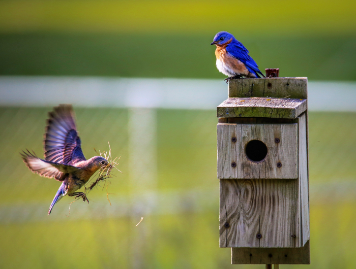 How To Attract Birds To A Birdhouse: 5 Effective Methods