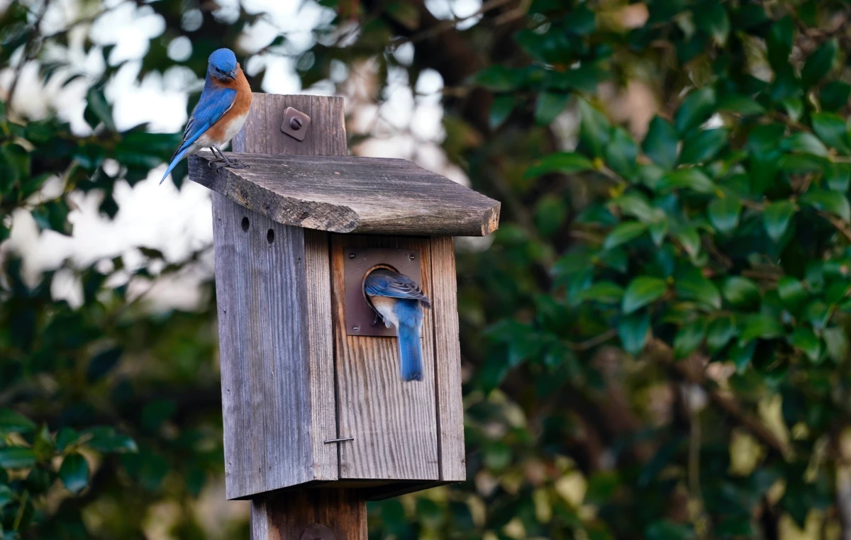 birds using a birdhouse