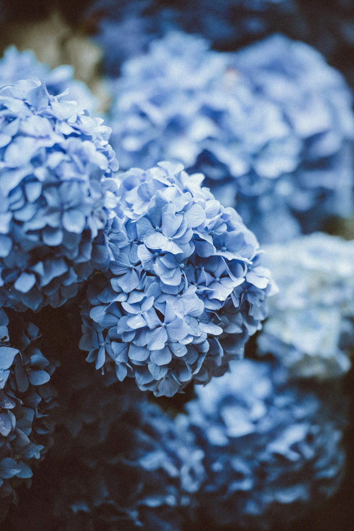 blue clusters of hydrangea