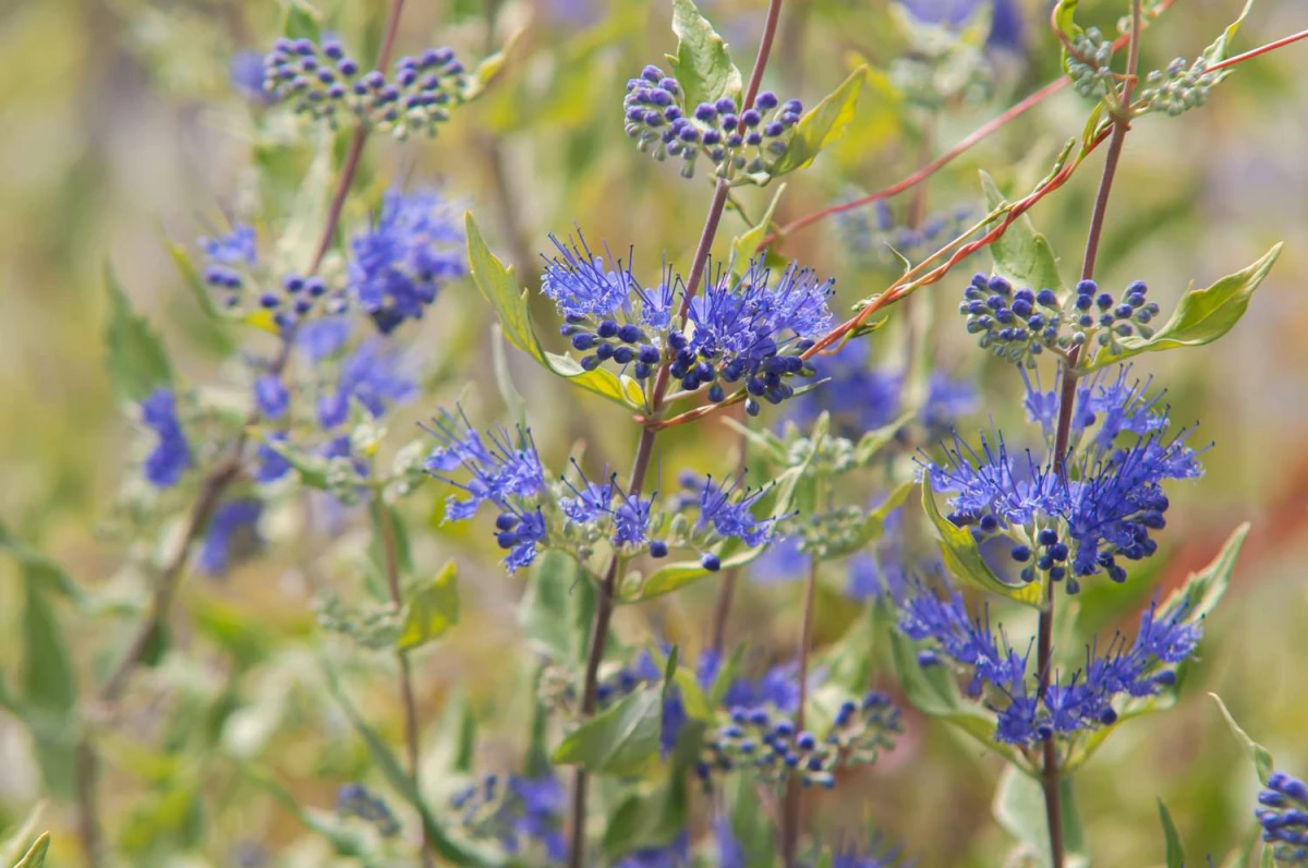 blue mist shrub purple blue flowers