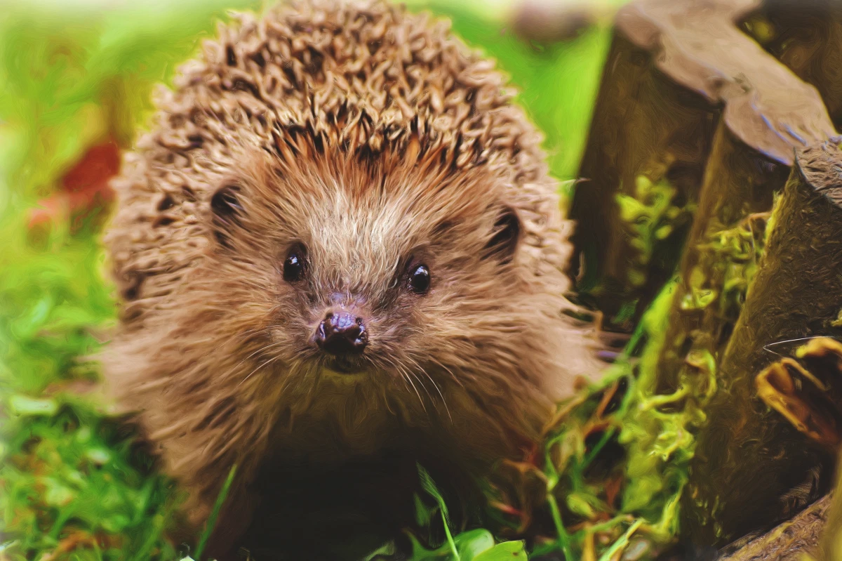 brown hedgehog in grass