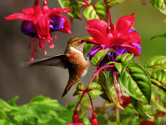 5 Easy DIY Hummingbird Feeder Projects For Bird Lovers