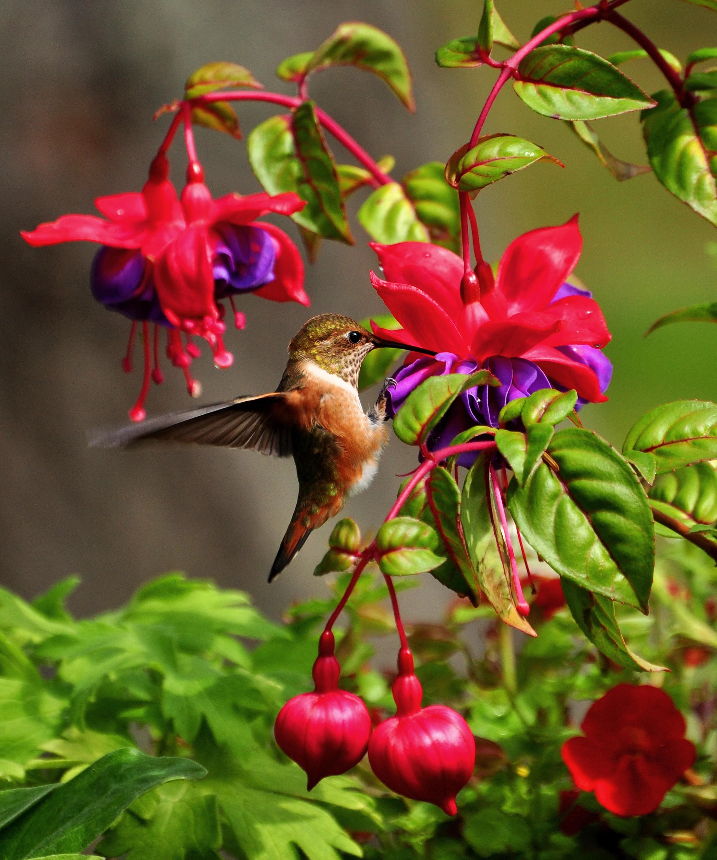 brown hummingbird on red flower