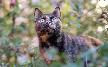 cat looking focused in garden