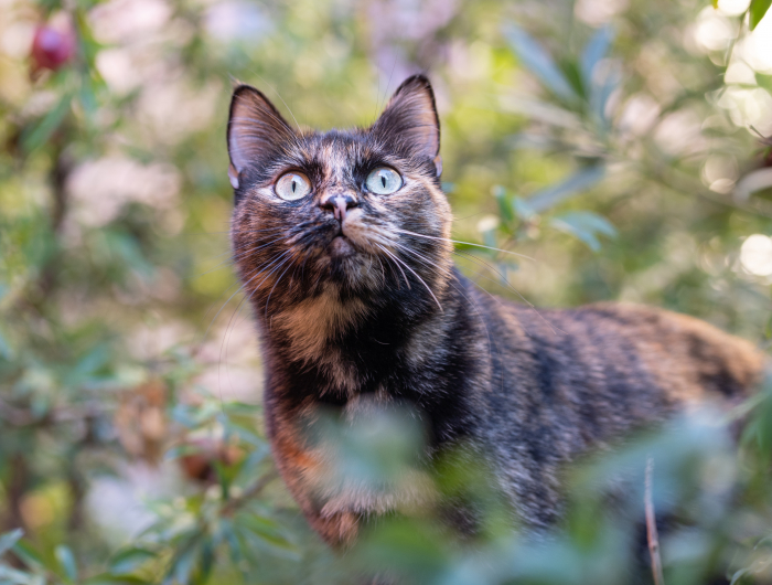 Outsmart Kitty Trespassers Now! Here Is How To Keep Cats Out Of Your Yard