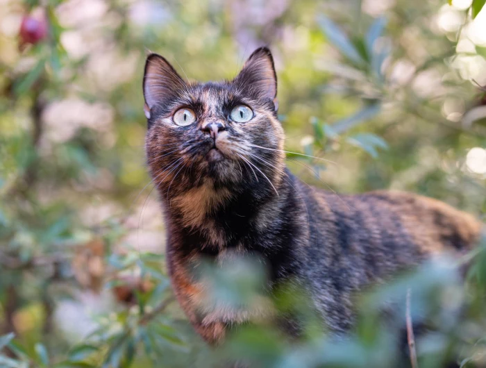 cat looking focused in garden