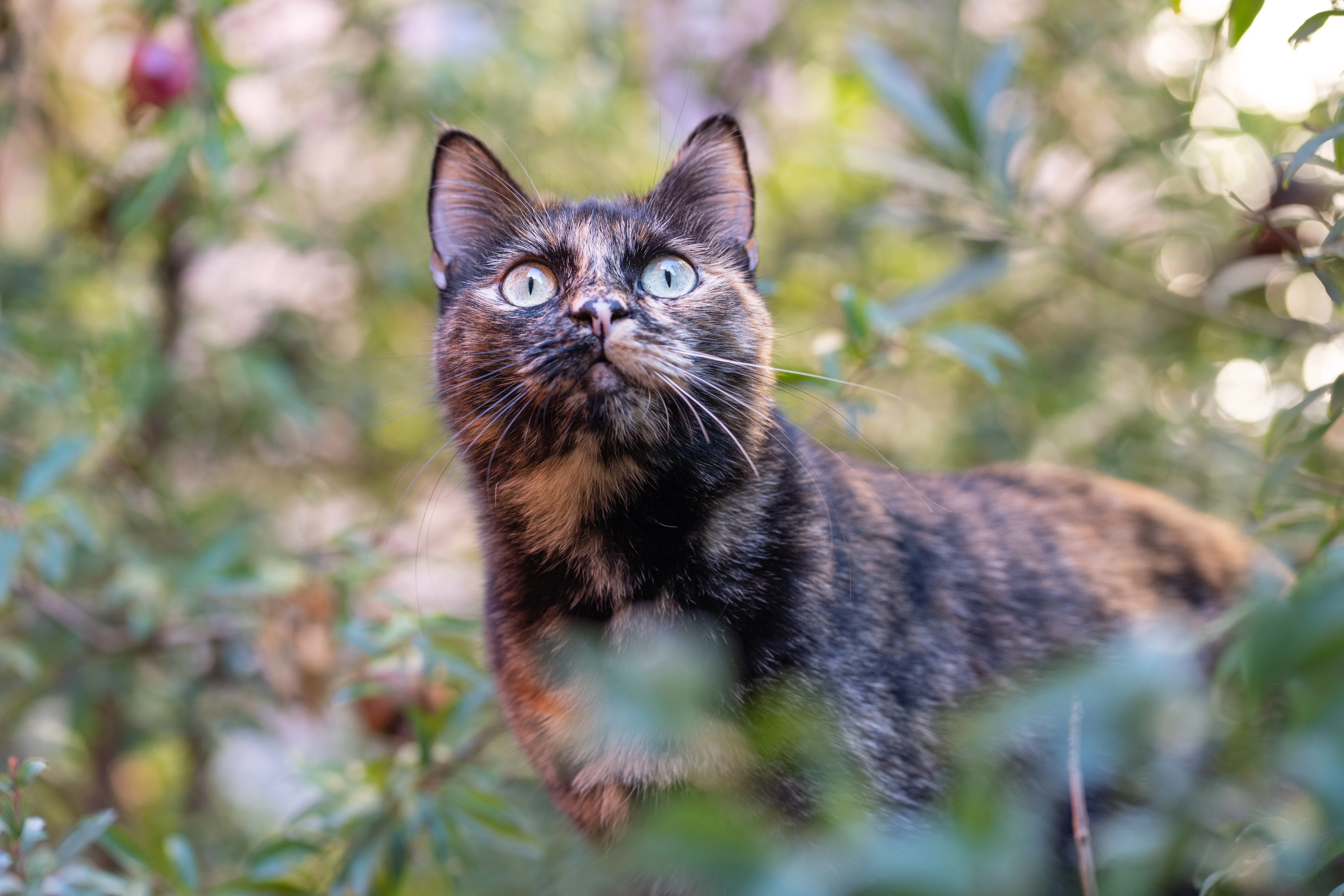 cat looking focused in garden