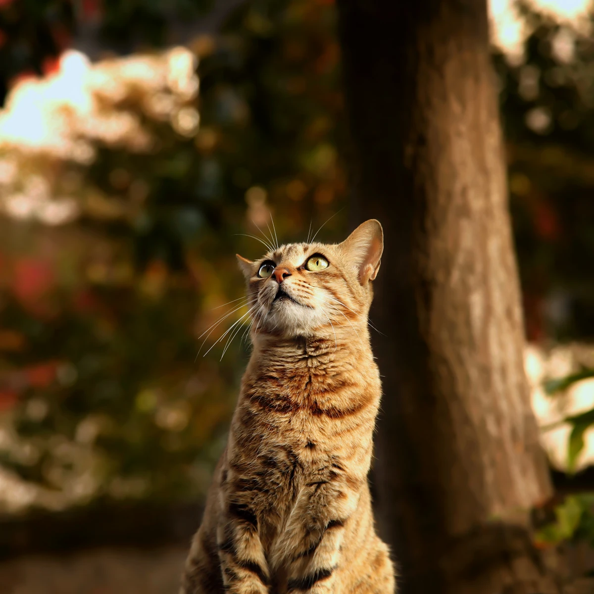 cat outdoors in garden