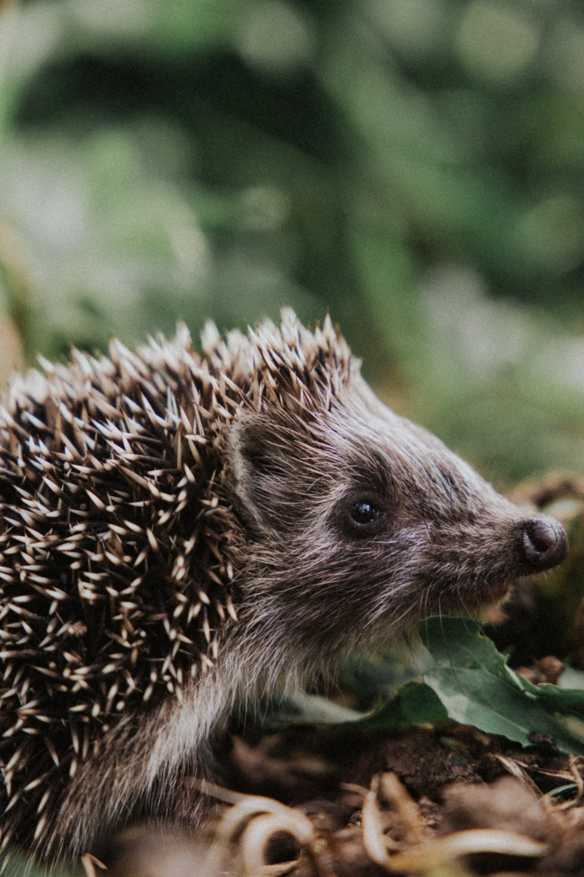 close up of a hedgehog