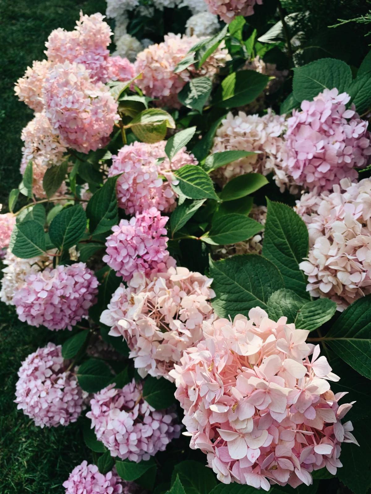 clusters of pink blooms