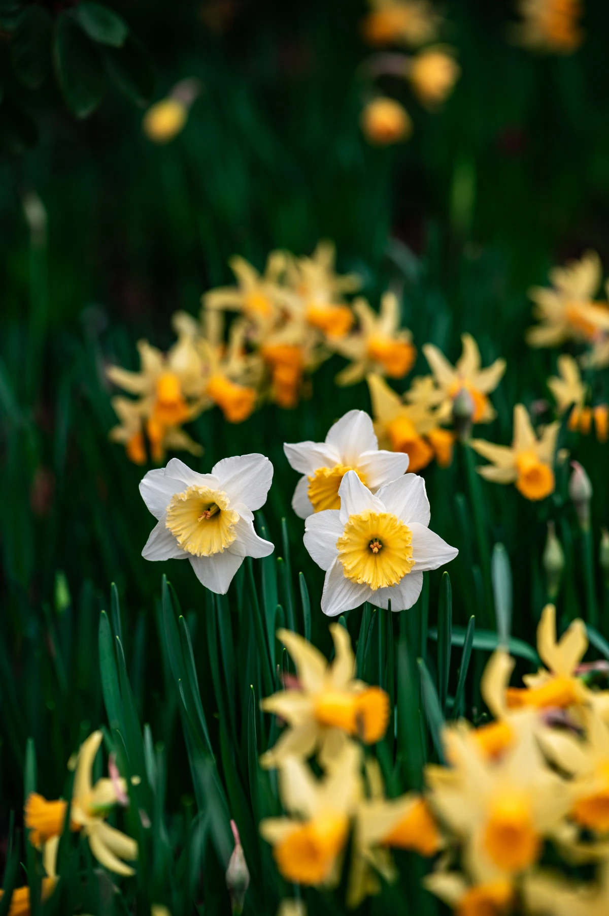 daffodils in different colors