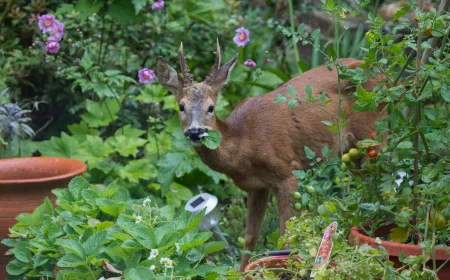 deer eating plants in garden