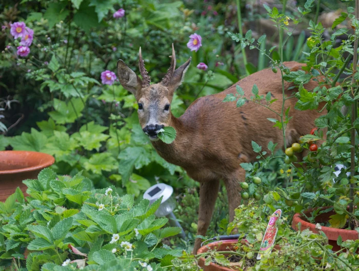 deer eating plants in garden