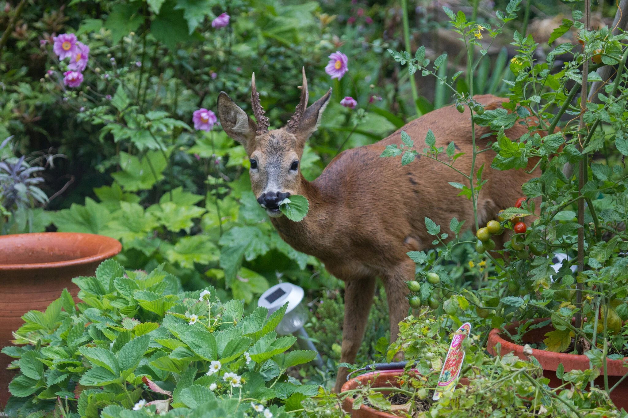deer eating plants in garden