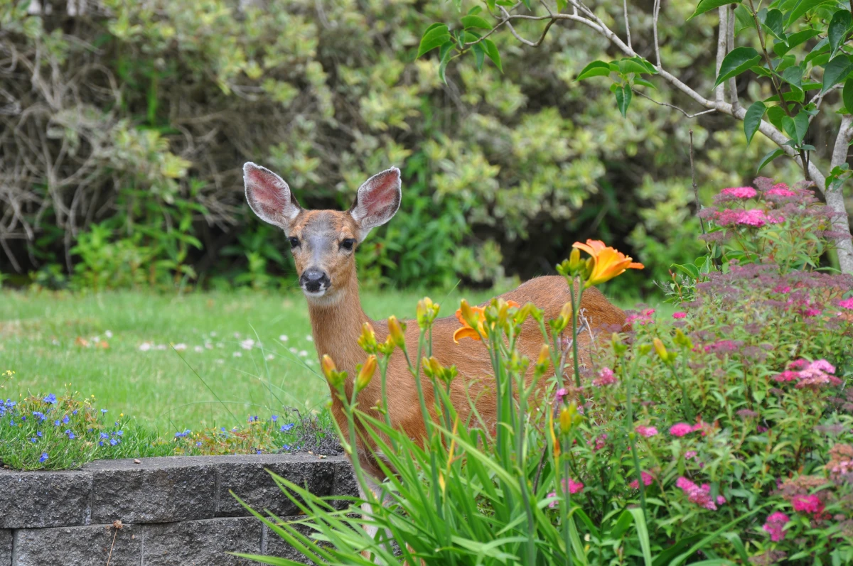 deer in the garden near plants