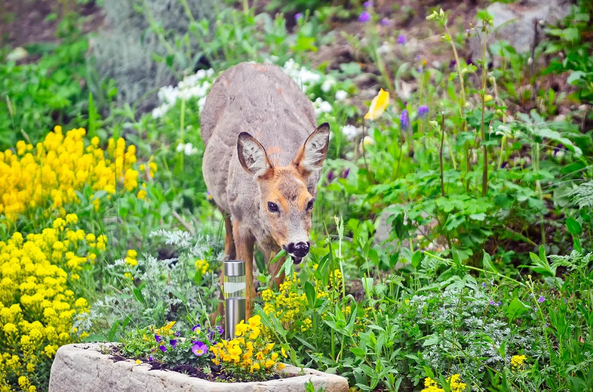deer resistant plants deer strolling in garden