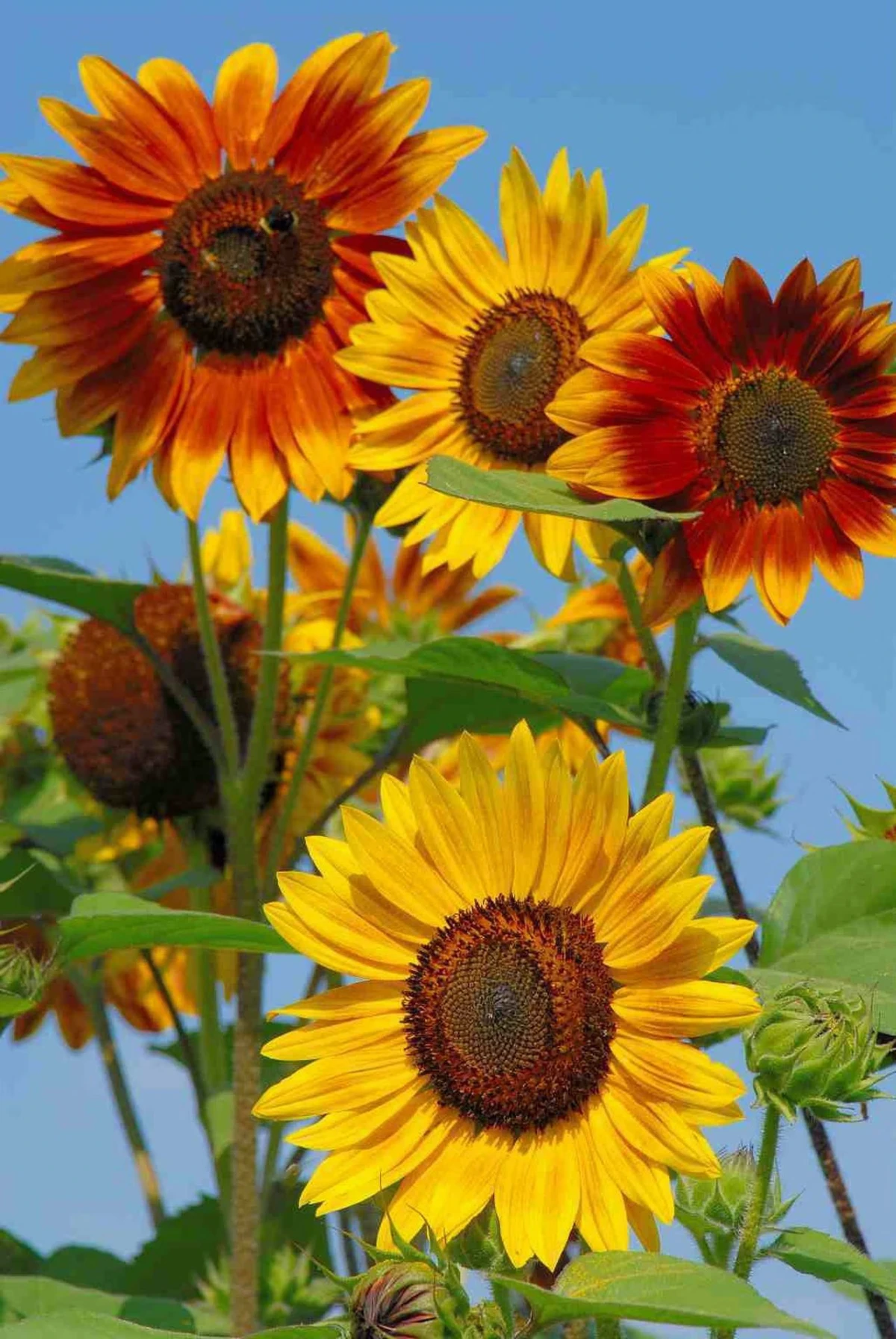 different colored sunflowers in yellow and red