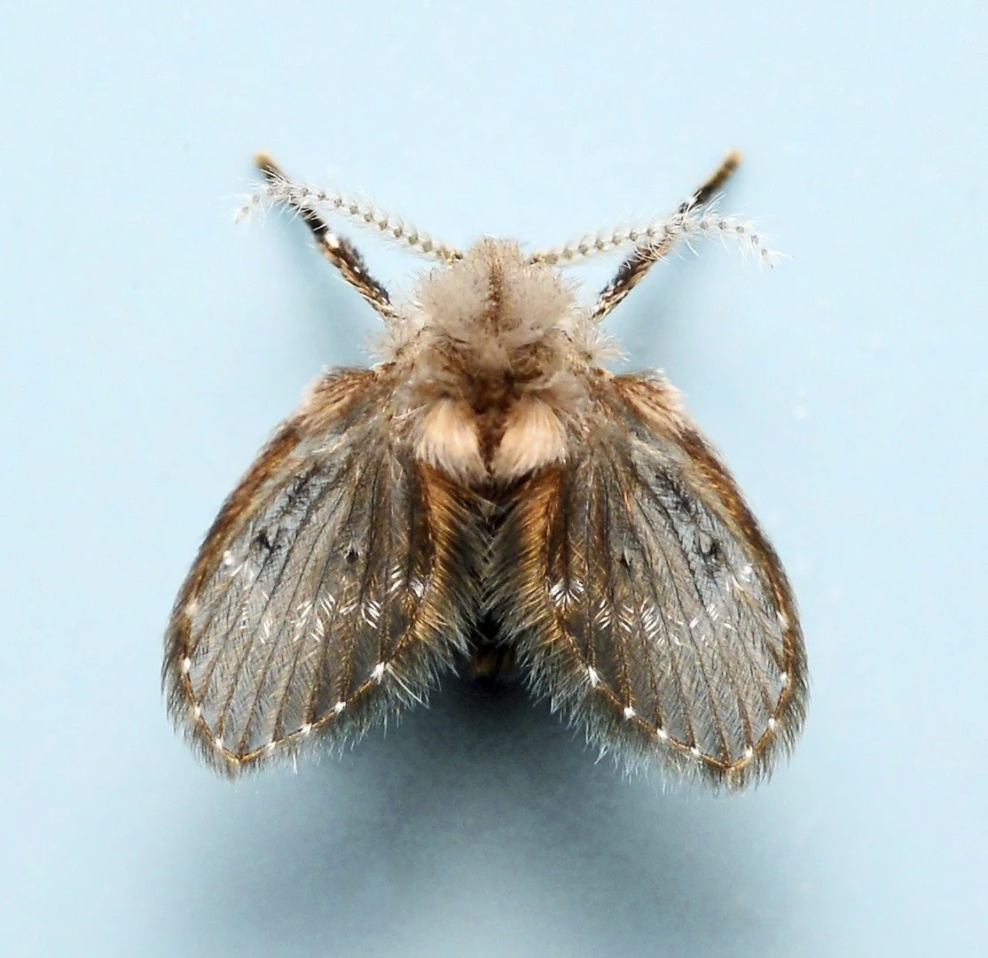 drain fly on blue backround