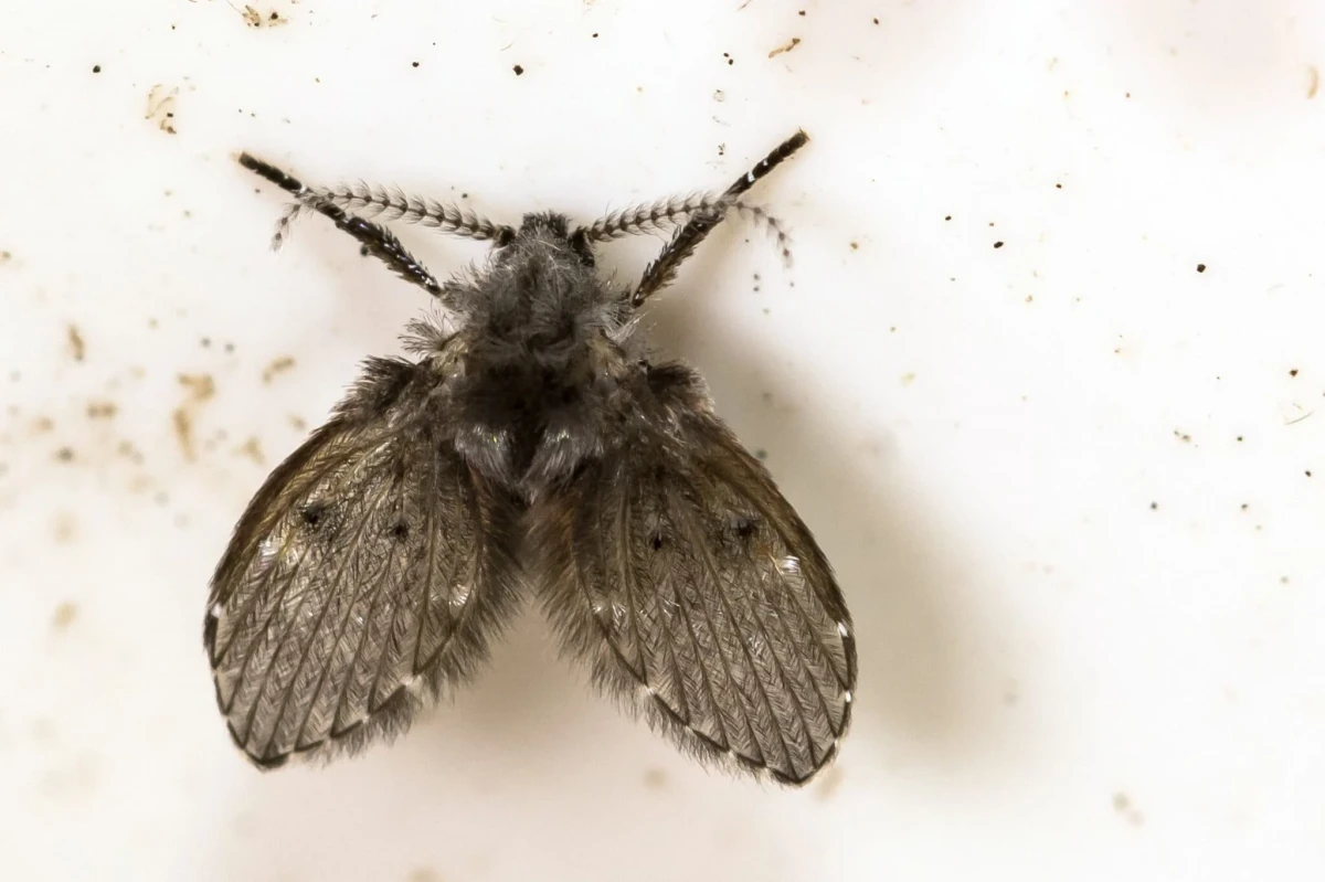 drain fly up clothes