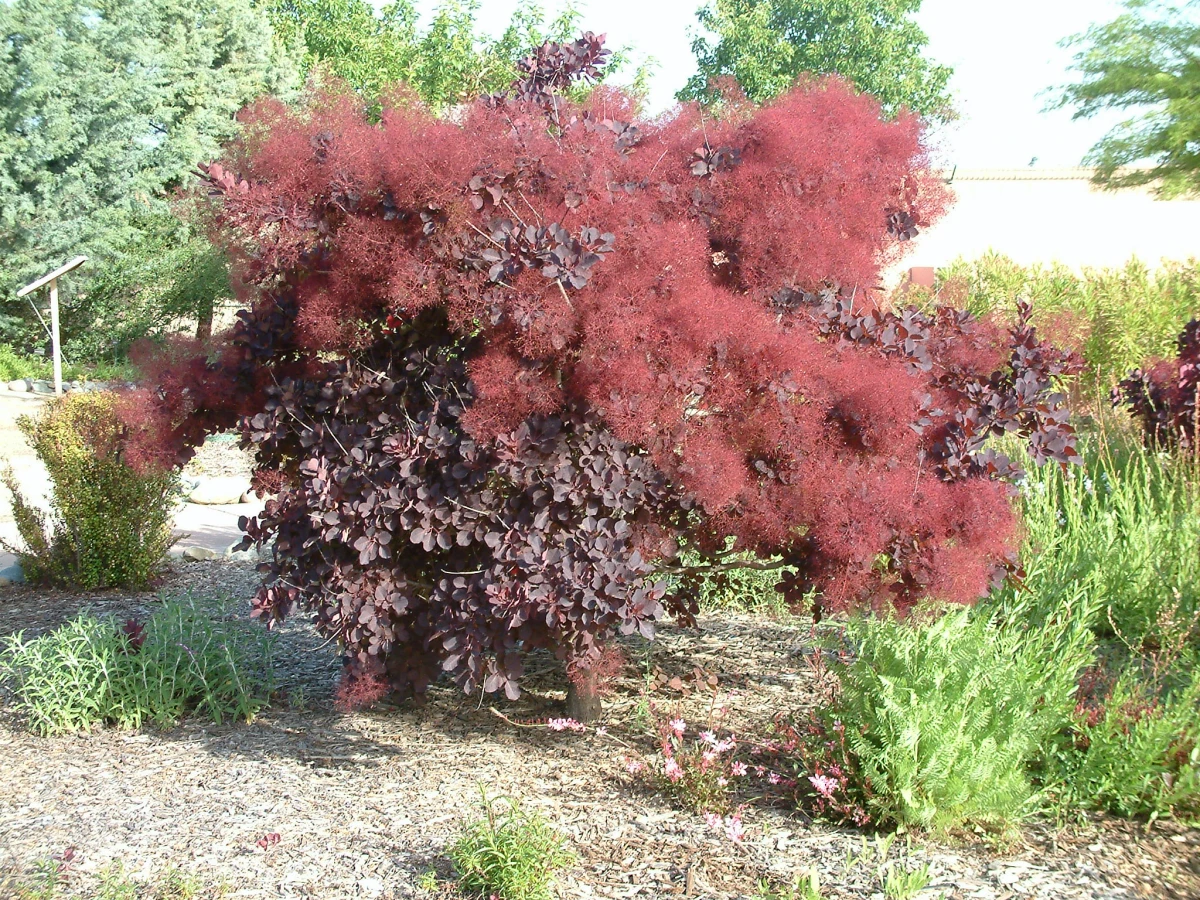 drought tolerant shrubs cotinus big red bush with red flowers
