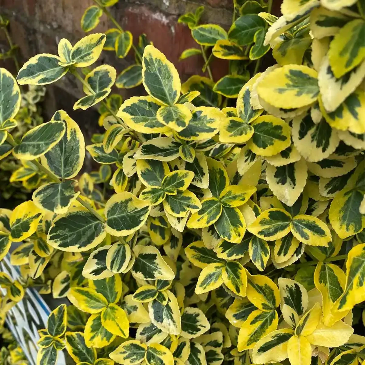 euonymus fortunei emerald n gold