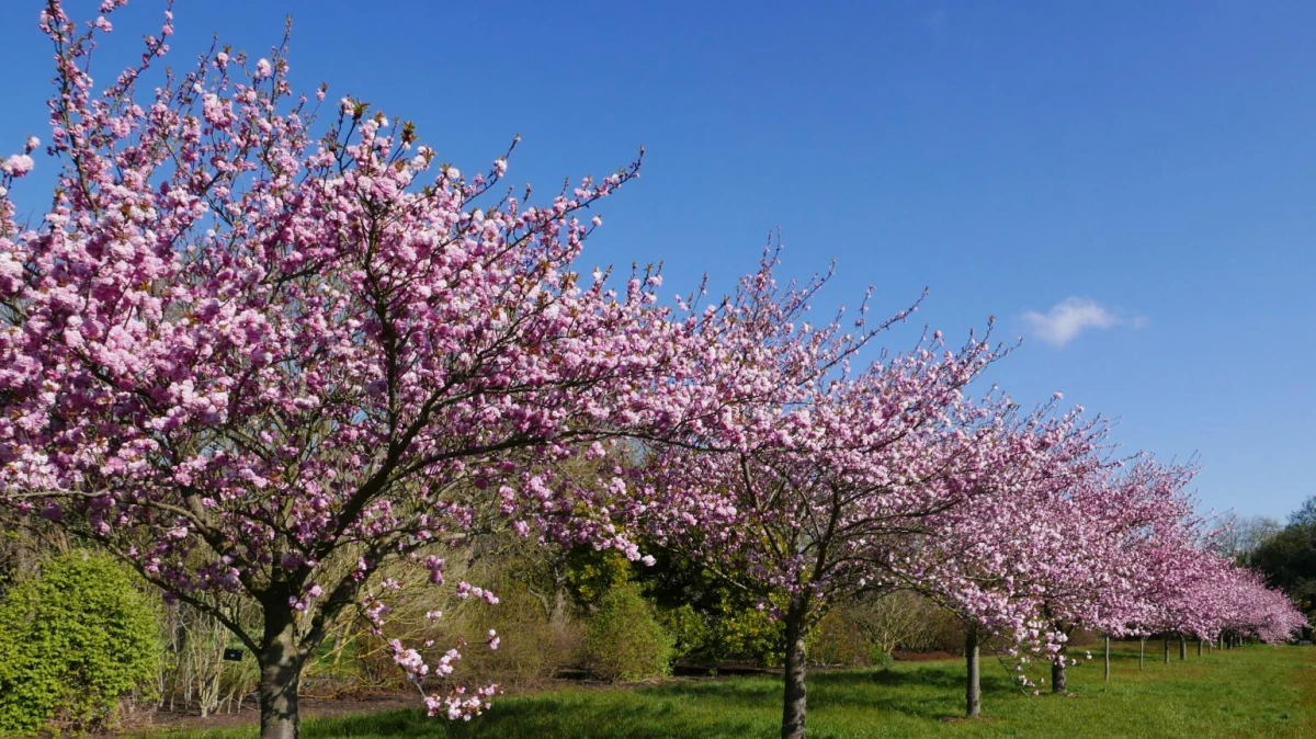 fast growing trees japanese flowering cherry tree