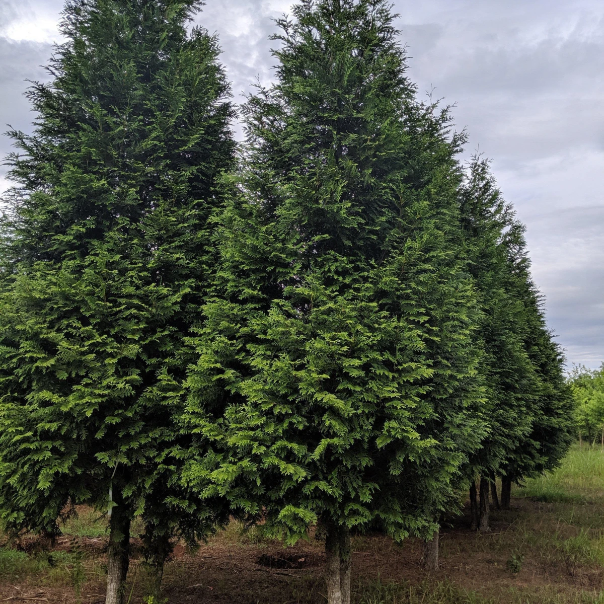 fast growing trees thuja green giant trees