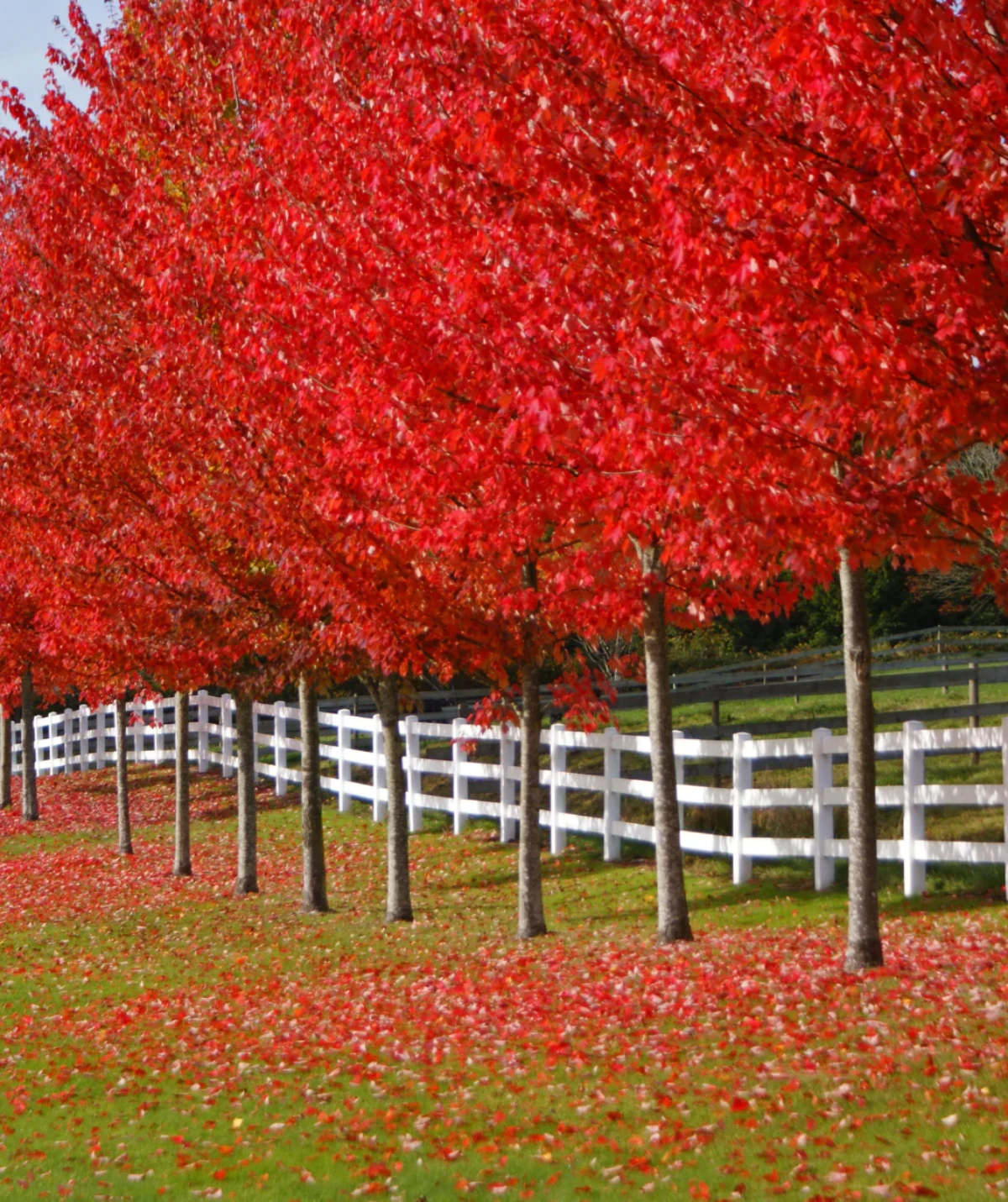 fiery red trees autumn blaze red maple