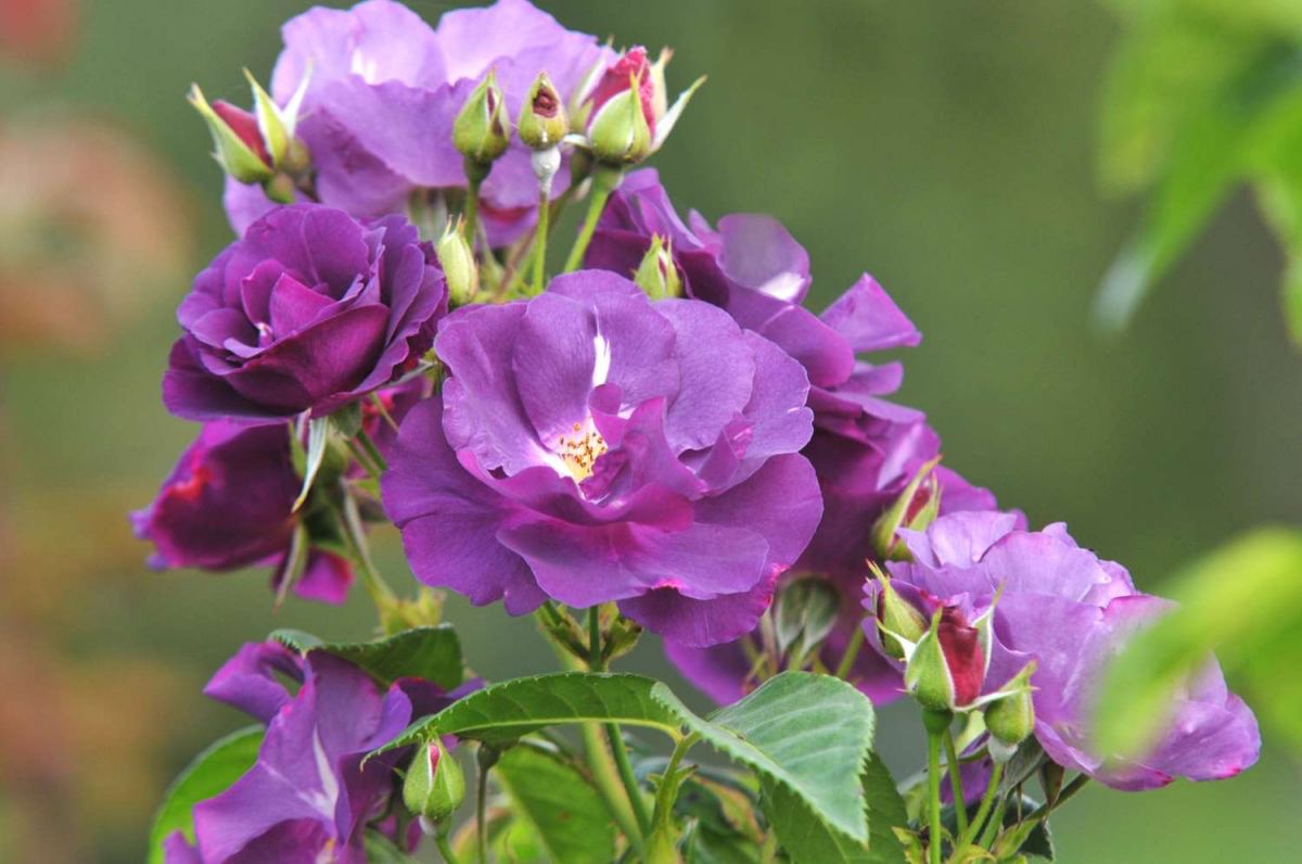 floribunda rose should roses be pruned every year