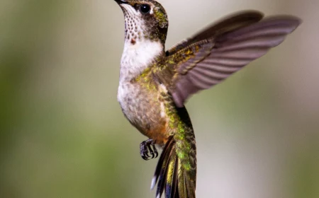 flying hummingbird brown and green