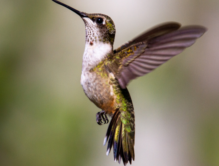 5 Common Hummingbird Feeder Mistakes To Avoid