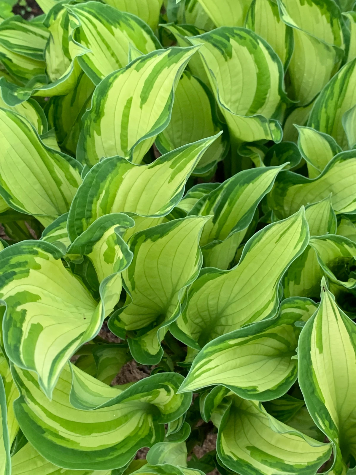 green hosta leaves