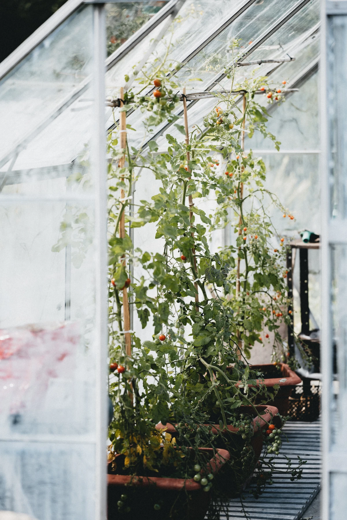 growing tomatoes in a greenhouse