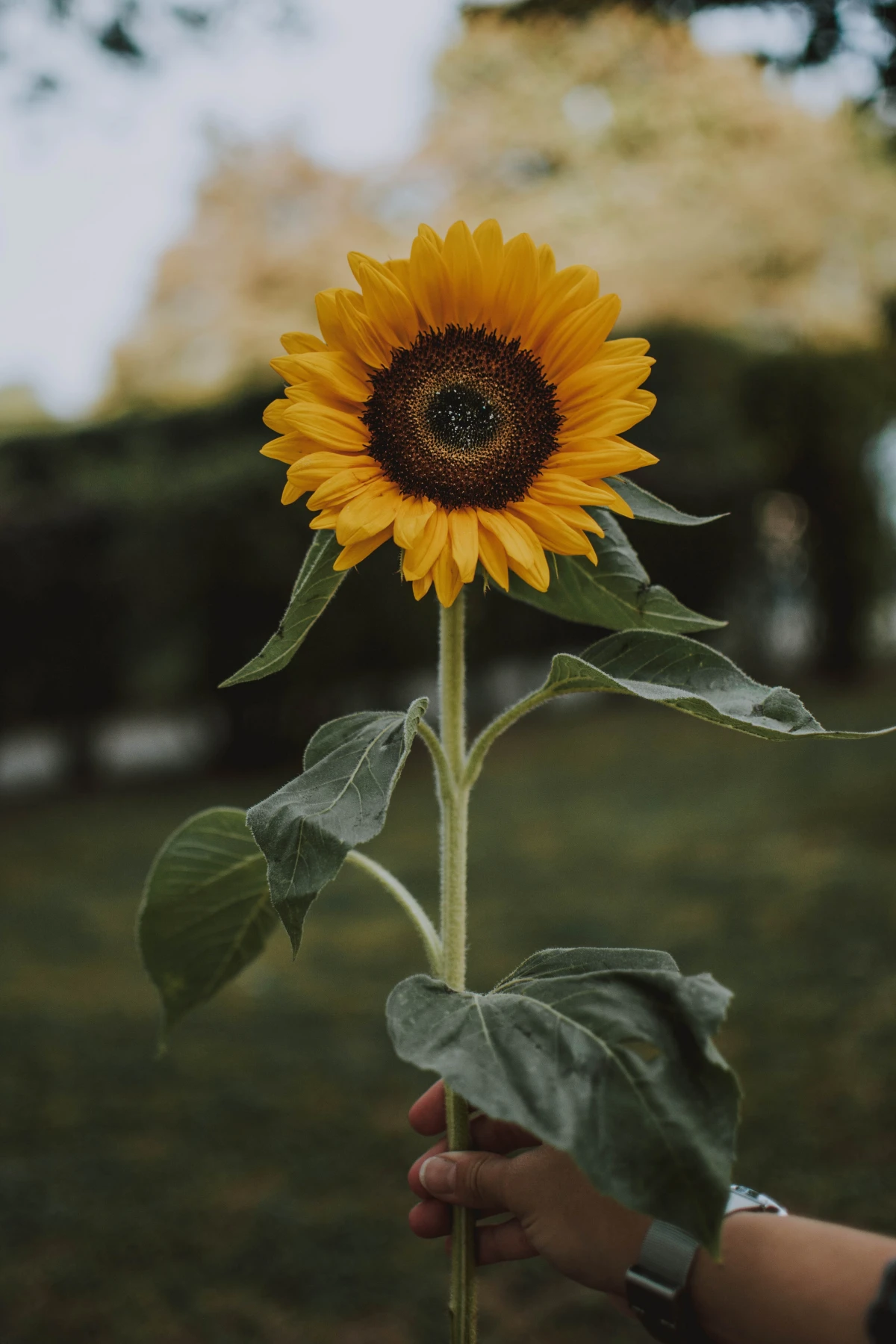 hand holding sunflower flower