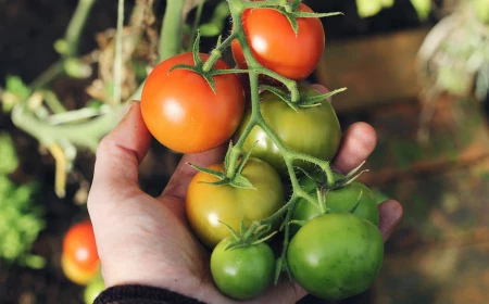 hand holding tomato plants