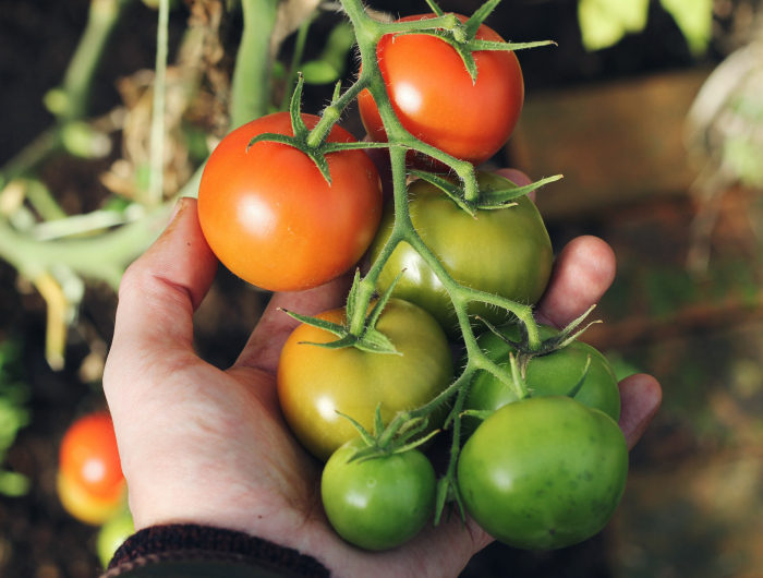 Here Is The Best Fertilizer For Tomatoes – Grow Plump And Juicy Fruits