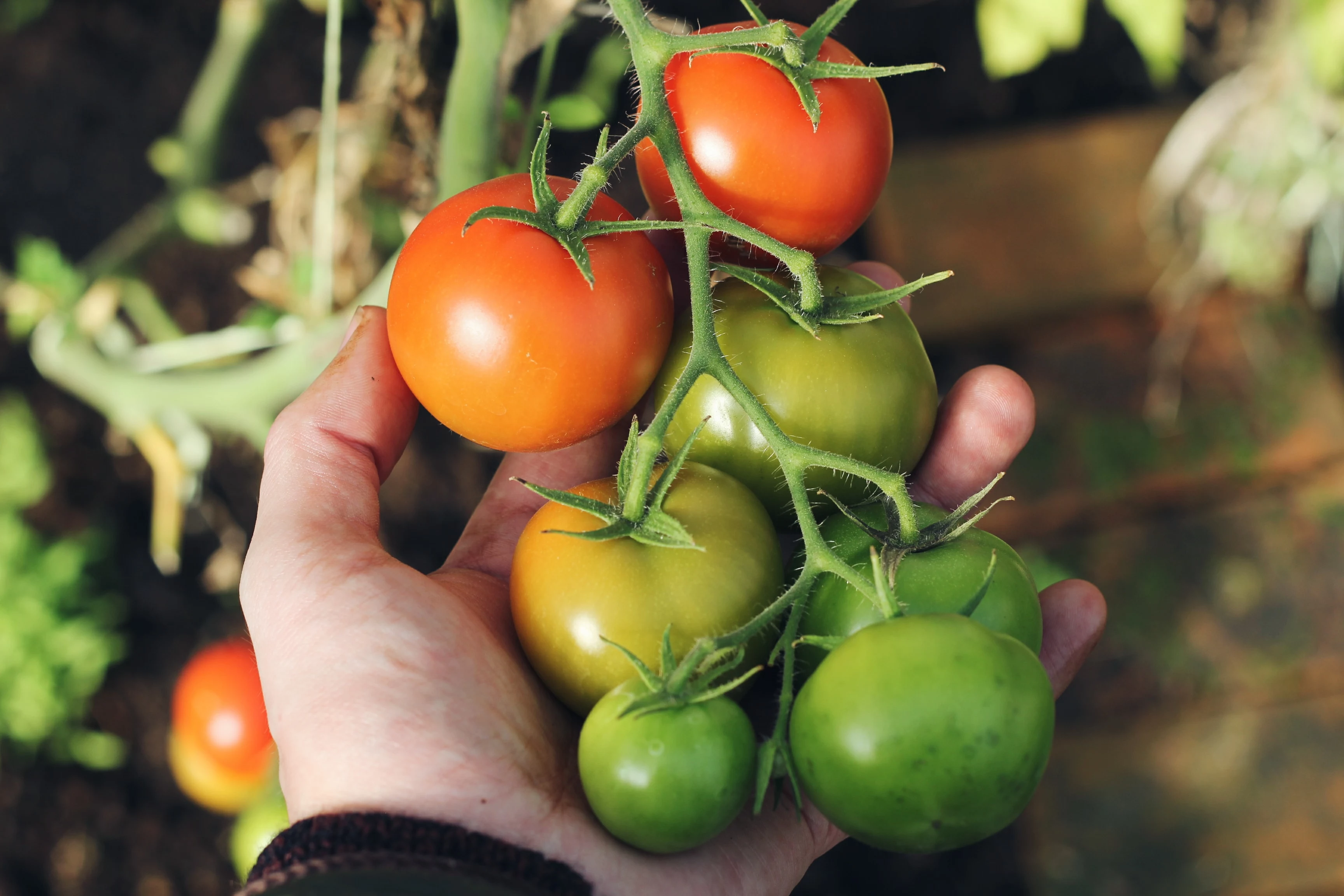 hand holding tomato plants