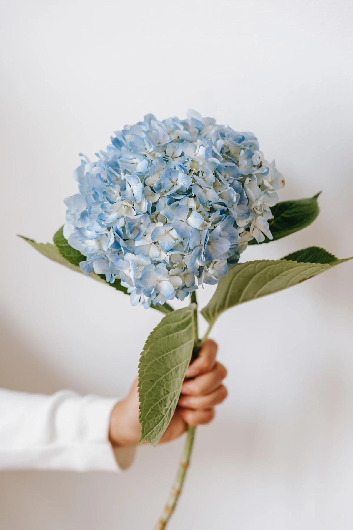 hand holding up a hydrangea bloom