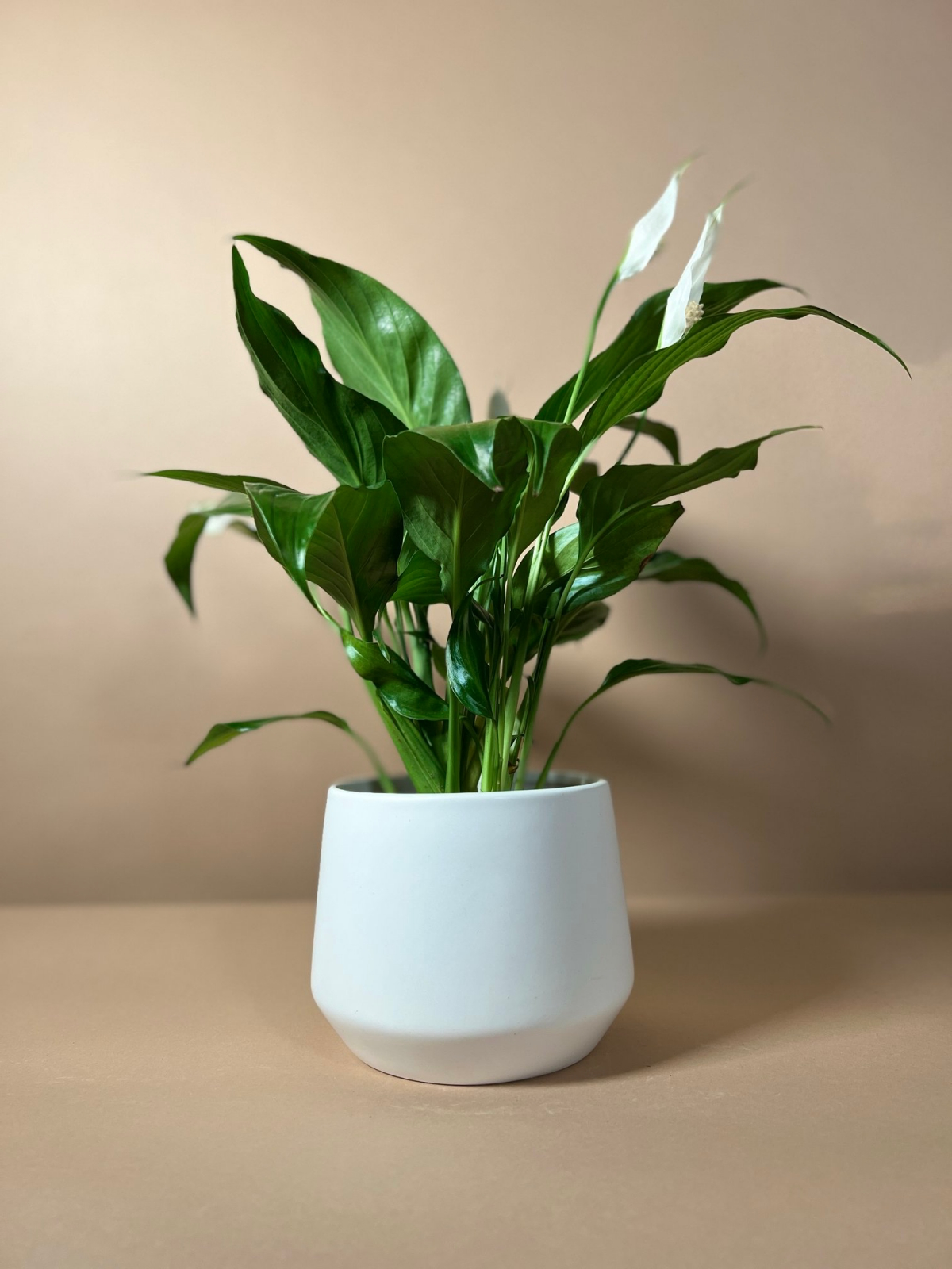 health benefits of peace lily plant