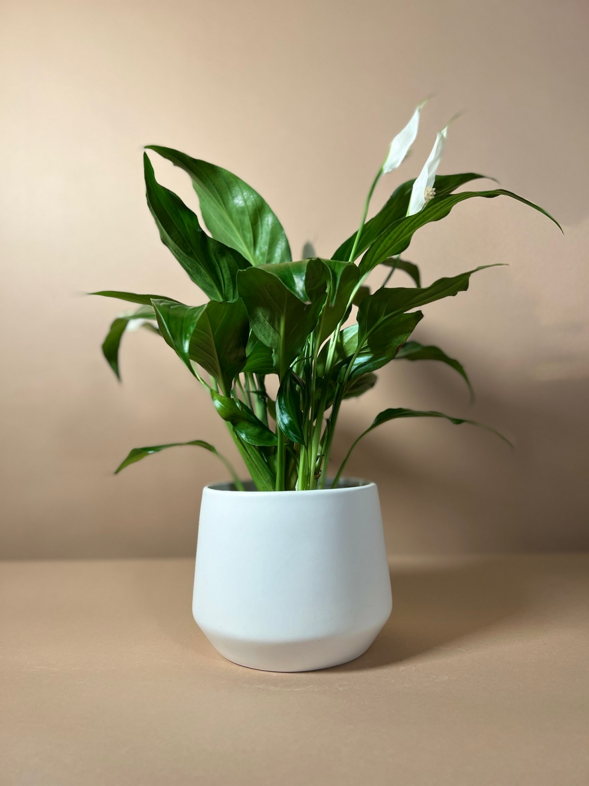 8-surprising-benefits-of-owning-a-peace-lily-plant