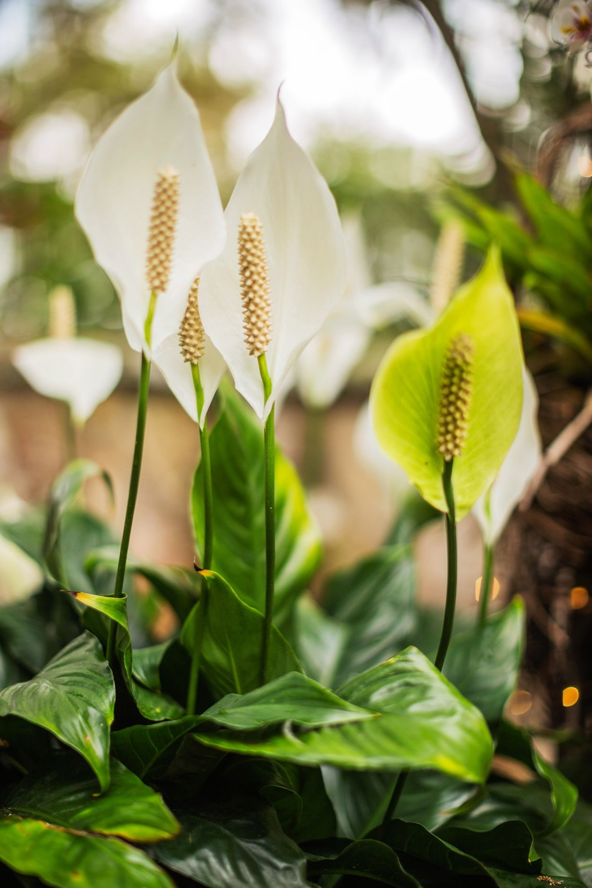 health benefits of peace lily