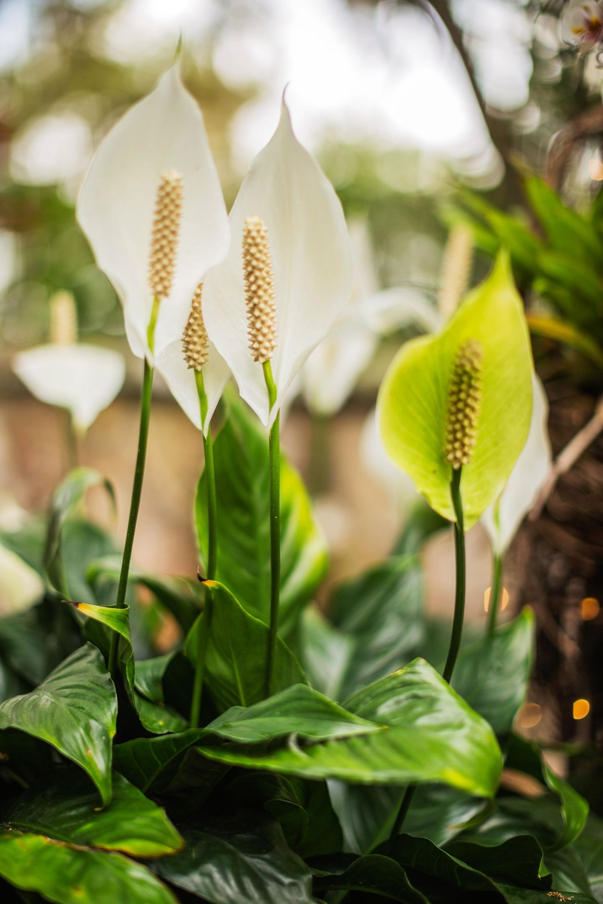 8 Surprising Benefits of Owning a Peace Lily Plant